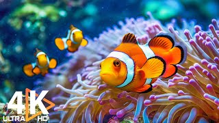 The Best 4K Aquarium 🐠 Beautiful Coral Reefs \u0026 Soothing Music for Deep Relaxation