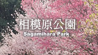 8k HDR Four types of cherry blossoms in Sagamihara Park, Kanagawa 2023