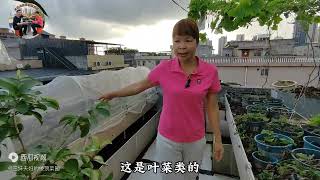 8月适合种什么蔬菜？种5种叶菜3种瓜豆，可以吃到秋天