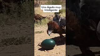 Águila inteligente 🦅 #Animales #Inteligentes #motivation #fyp #follow #Short