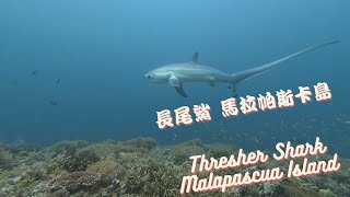 [Attraction] Thresher Shark on Malapascua Island