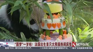 Knews24新闻关注｜“圆梦”一岁啦！ 法国出生首只大熊猫热闹庆生