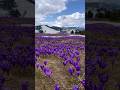 Crocus in the Rodna Mountains