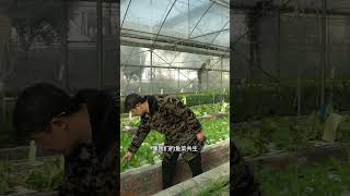 Aquaponics鱼菜共生就是给少数人服务的农业，你认可吗？