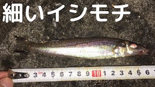 【若洲海浜公園】2019.5.19 釣果報告