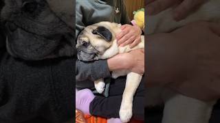 【パグ 】抱っこしたいお母さん…抱っこされたくない、ぶんちゃん…＃shorts＃パグ ＃Pug＃犬のいる暮らし＃シニアパグ