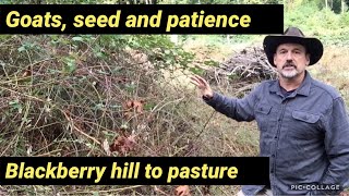 Turn blackberry hill to pasture using only goats and patience