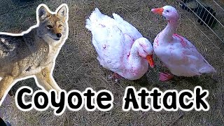 Goose Attacked By Coyote - Farm Vlog