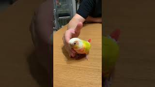 人の手が好きな鳥ウロコインコ#shorts #short #shortvideo