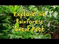 Explore the Rainforest Preschool Curriculum Theme Sneak Peek