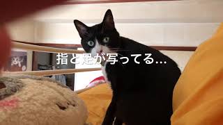 【被災地猫】しぃちゃん朝まったり【cat】