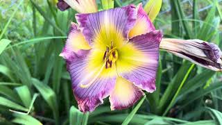 Lewis Daylily Garden 7-9-24