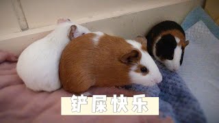 荷兰猪便便的多少，决定了它对铲屎的有多少爱哦 How much guinea pig poop determines how much it loves the shoveler