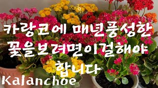 #카랑코에4배의풍성한꽃보기#순따기분갈이