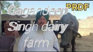 Gagandeep dairy farm  chatha nanhera Sunam Sangrur Punjab