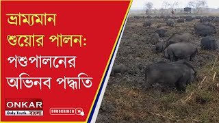 Jpg Pig Farming : বিনা খরচায় শত শত শুয়োর পালনের ফর্মুলা  !! How to farm Pigs without Investment