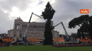 Spelacchio is back, l'installazione dell'albero di Natale 2018 di Roma