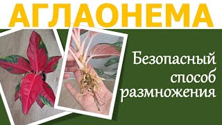 АГЛАОНЕМА: размножение, укоренение воздушной отводкой