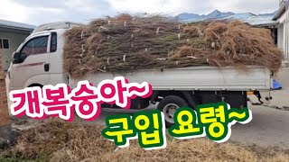 복숭아 실생묘 (개복숭아)구입 요령~잔뿌리가많고/엄지손가락 두께가 가장 좋아요 ㅎㅎ