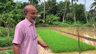 SRI method of rice cultivation at Varanashi Farms [Kannada Edition]