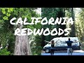 Three Day Road Trip in the California Redwoods Forest | FnA Van Life