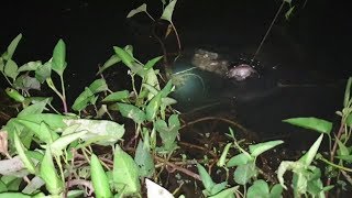 Trở lại khu vườn bảo tồn của Săn bắt SÓC TRĂNG cắm câu. Hôm nay cho cá ăn dế | Săn bắt SÓC TRĂNG |