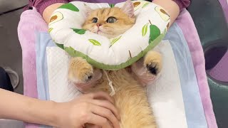 【牛奶是只猫】小老三怀孕啦！要做妈妈啦😊