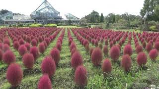 【花風景】清水公園・花ファンタジアの花畑（2021.10.21）【BGM】マリーゴールド、ケイトウ、コキア・・・