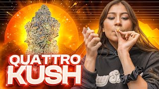 Quattro Kush Strain Review | Bay Smokes