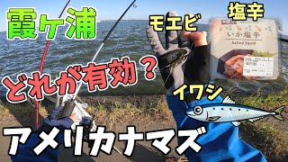 【霞ヶ浦】アメリカナマズ釣りの餌は○○が有効！？