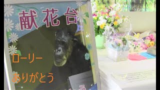 ローリー永眠  50歳  Rolly Pass away age of 50. Chimp