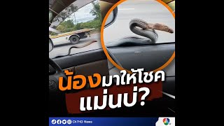 หัวใจจะวาย! ขับรถอยู่ดีๆ งูโผล่มาทักทาย | 7HD ร้อนออนไลน์