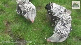 SILVER LACED WYANDOTTE LARGE FOWL FROM CHESHIRE POULTRY#farmlife #farming #noalfarm #ChickenFarming