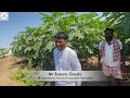 papaya బొప్పాయి తోటలలో నిపుణుల సలహాలతో అధిక కాపు. papaya crop details yk laboratories organic