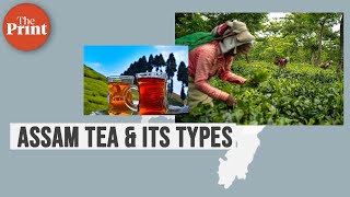 Types of Assam tea and health benefits