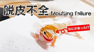 どうしてこうなった!?レオパが脱皮不全になる様子 Moulting failure - Leopard Geckos