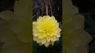 Amazing dahlia flower #dahliagarden #bollywood #song