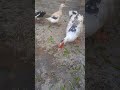 ducks mashallah