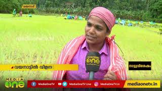 വയനാട്ടിൽ വിളനാട്ടി ഉത്സവം | Vilanatti Festival | Wayanad