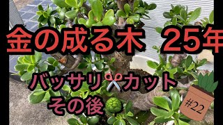 #金の成る木 25年バッサリ✂️カットその後　#金の成る木25年で初めて剪定したその後🌳