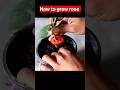 Grow rose flower from cutting very easy at home #viral #flower #roseflower