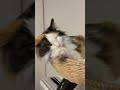 三毛猫みぃちゃん　念入りに顔を洗う猫