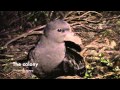 Westland Petrel (Procellaria westlandica) - A Seabird's Life on Land - By Todd Landers