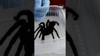 Man caught trying to smuggle 300 tarantulas onto a plane under his shirt 🕷️