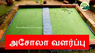 இயற்கை முறை அசோலா வளர்ப்பு | How to grow Azolla