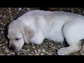 REX THE LABRADOR PUPPY CUTE MOMENTS