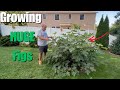 How to Grow Huge Figs