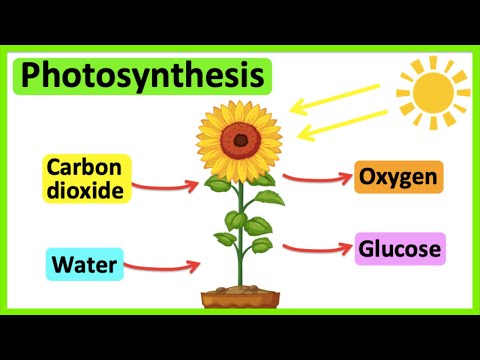 What is photosynthesis done by?