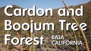 Cardon and Boojum Tree Forest - Valle de los Cirios, Baja Mexico