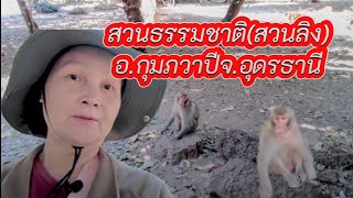 สวนธรรมชาติ(สวนลิง) อ.กุมภวาปี จ.อุดรธานี #กุมภวาปี #monkey